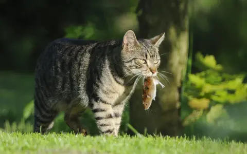Pręgowany kot niesie w pysku mysz, udowadniając, że koty jedzą myszy.
