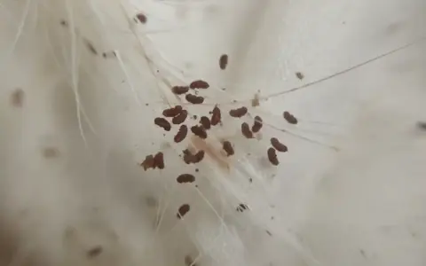 Makro zbliżenie pokazuje, jak wyglądają pchły na białych włosach. Małe, ciemnobrązowe owady przyczepione do sierści.