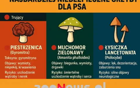 Czy pies może jeść grzyby? Grafika pokazuje trujące grzyby: piestrzenicę, muchomora zielonawego i łysiczkę lancetowatą, które są śmiertelnie niebezpieczne dla psów.