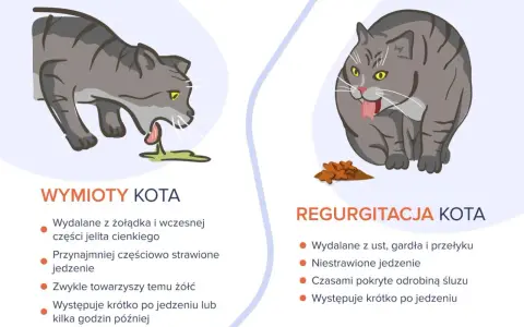 Ilustracja pokazuje dwa koty. Po lewej kot wymiotuje, wydalając niestrawione jedzenie z żołądka. Po prawej kot ma regurgitację, wydalając jedzenie z gardła.