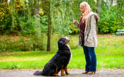 Kobieta uczy psa komendy siad w parku. Pies siedzi, patrząc na nią z uwagą.