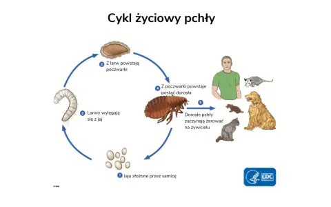 Cykl życiowy pchły: jaja, larwy, poczwarki, dorosłe pchły żerujące na ludziach i zwierzętach. Tak skąd się biorą pchły.