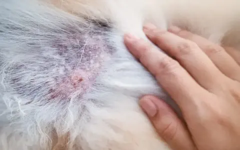 Skóra psa z zaczerwienieniem i strupkami, widoczne objawy alergii u psa na skórze. Dłoń delikatnie dotyka sierści.
