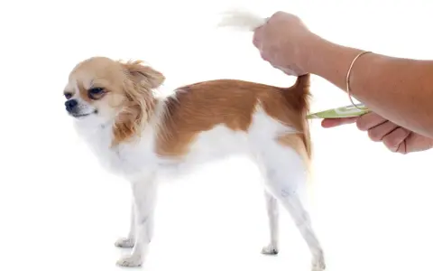 Chihuahua z podniesionym ogonem, któremu mierzy się temperaturę. Objawy gorączki u psa mogą być różne, dlatego warto regularnie sprawdzać jego samopoczucie.