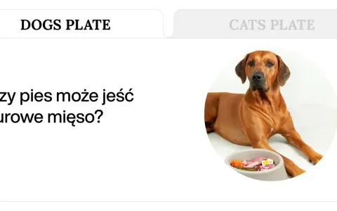 Pies rasy Rhodesian Ridgeback leży obok miski z surowym mięsem, warzywami i jajkiem. Czy pies może jeść surowe mięso?