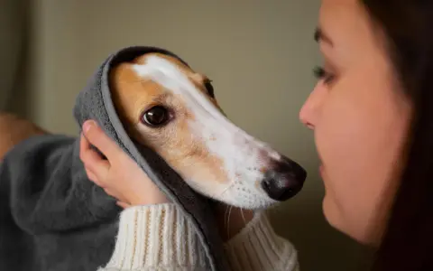 Delikatne otulenie psa ręcznikiem, troska o jego samopoczucie, gdy szukamy odpowiedzi na pytanie: co na katar u psa.