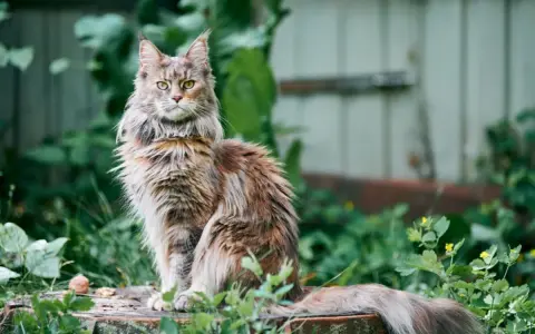 Majestatyczny maine coon najwiekszy, z bujnym futrem i przenikliwym spojrzeniem, siedzi wśród zieleni.