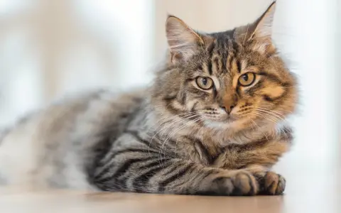Puszysty kot o pręgowanym futrze, jakby czekał na węgiel dla kota, leży na podłodze.