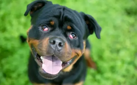 Uśmiechnięty rottweiler z widoczną trzecią powieką u psa, siedzący na zielonej trawie.