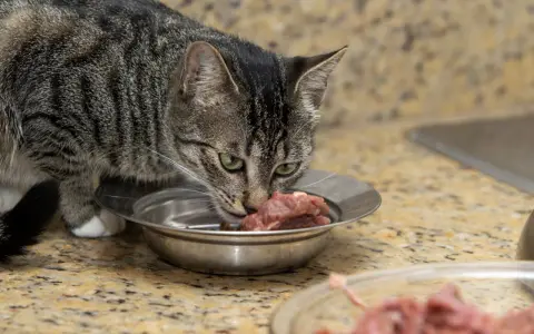 Kot zjada surowe mięso z miseczki. Czy kot może jeść surowe mięso? Tak, koty są mięsożercami i ich dieta powinna opierać się na mięsie.