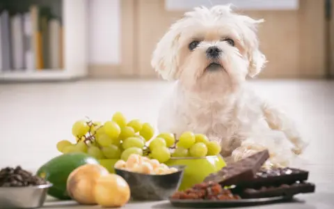 Biały piesek obok winogron, czekolady i kawy. Uważaj, bo sorbitol dla psa jest toksyczny!