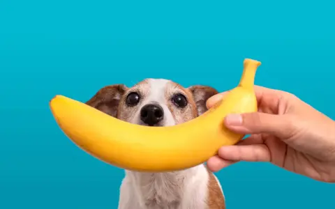 Czy pies może jeść banana? Uroczy piesek z zaciekawieniem patrzy na banana trzymanego przez rękę.