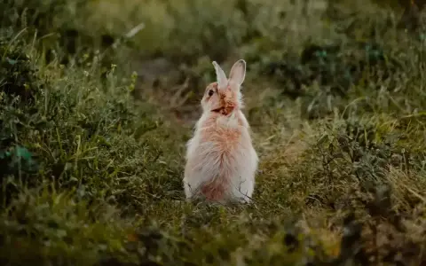 Puszysty królik siedzi na trawie, zastanawiając się, czy królik może jeść banana.