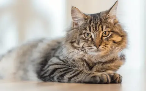 Puszysty kot o pręgowanym futrze leży spokojnie. Zastanawiasz się, czy kot może jeść czekoladę? Absolutnie nie!