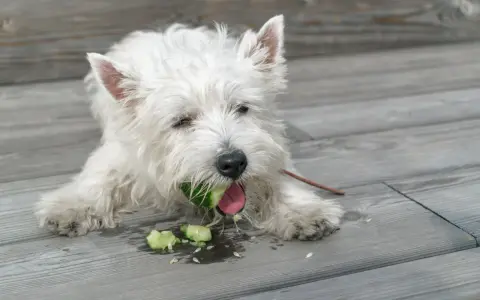 Biały piesek west highland white terrier gryzie ogórka, sprawdzając, czy pies może jeść ogórki. Wokół leżą kawałki warzywa.