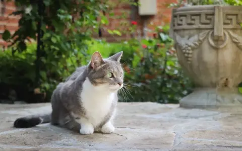 Szary kot z białym futerkiem, z zielonymi oczami, siedzi na kamiennej posadzce w ogrodzie. To fiv u kota.