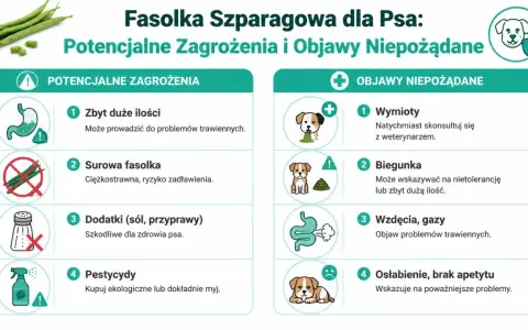 Czy pies może jeść fasolkę szparagową? Infografika ostrzega przed zagrożeniami: zbyt dużą ilością, surową fasolką, dodatkami i pestycydami. Objawy niepożądane to wymioty, biegunka, gazy i osłabienie.