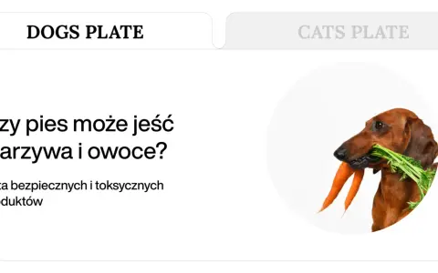 Jamnik z marchewką w pysku. Dowiedz się, jakie warzywa może jeść pies, aby jego dieta była zdrowa i bezpieczna.