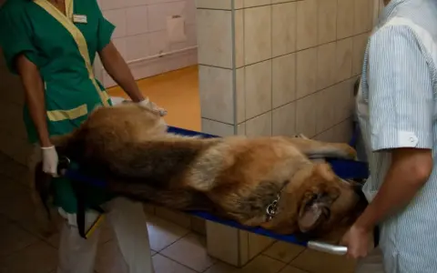 Weterynarze transportują psa na noszach. Czy pies wydali worek foliowy?