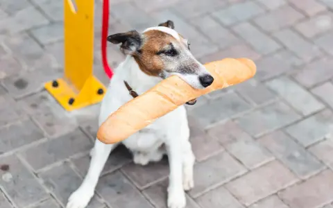 Piesek z bagietką w pysku. Czy pies może jeść chleb? Ten psiak chyba wie!