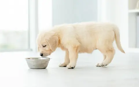 Uroczy szczeniak golden retrievera z zaciekawieniem wącha miskę, ale ewidentnie nie chce jeść.