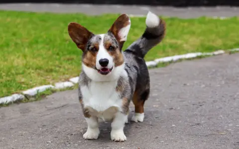 Uroczy corgi z umaszczeniem merle, z charakterystycznymi łatami, stoi na ścieżce.