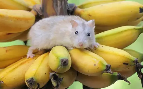 Mały chomik na kiści bananów. Czy chomiki mogą jeść banany? Ten słodziak wygląda, jakby chciał się przekonać!
