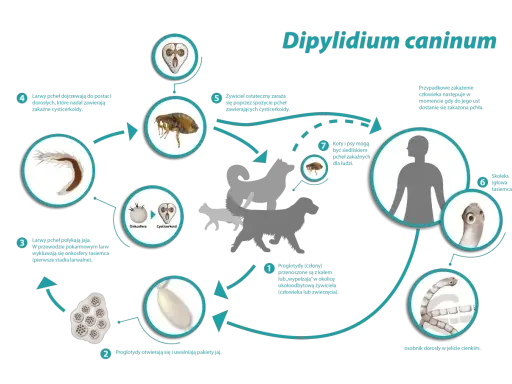 Cykl rozwojowy tasiemca psiego (Dipylidium caninum) u kota i psa. Pchły przenoszą cysticerkoidy, które zarażają żywiciela.