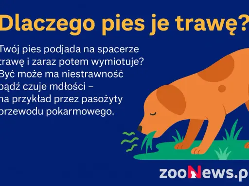 Pies je trawę, bo może mieć niestrawność lub mdłości, np. przez pasożyty. Dowiedz się, dlaczego pies je trawę.