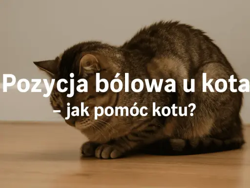 Kot w pozycji bólowej, skulony, z opuszczoną głową. Tekst: "Pozycja bólowa u kota - jak pomóc kotu?".