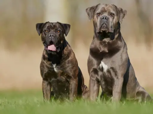 Dwa potężne psy rasy cane corso siedzą na trawie, jeden w pręgowanym umaszczeniu, drugi w odcieniu szarości.