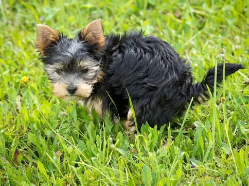Mały, czarny piesek Yorkshire Terrier w trawie robi czarną kupę.