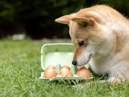 Shiba Inu z zaciekawieniem wpatruje się w wytłaczankę z jajkami na trawie. Czy pies może jeść jajko? To pytanie nurtuje wielu właścicieli czworonogów.