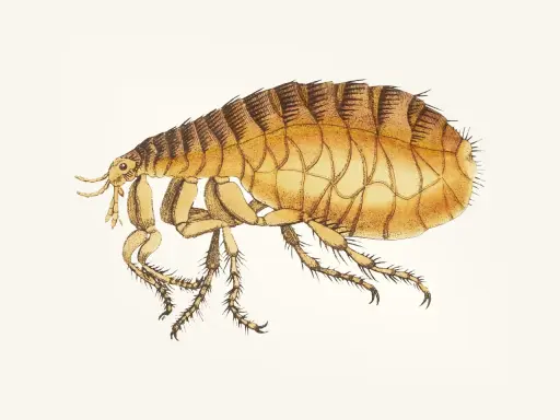 Ilustracja pchły. Czy pchły z psa mogą przejść na człowieka? Tak, pchły psie mogą przenosić się na ludzi, szukając pożywienia.
