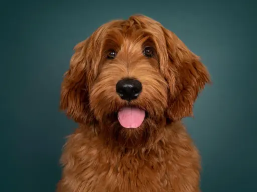 Urocza mieszanka pudla z labradorem o rudym futrze, z językiem na wierzchu, patrzy w obiektyw na tle ciemnozielonej ściany.