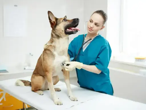 Weterynarz bada psa, który może mieć refluks. Objawy refluksu u psa są niepokojące, ale wizyta u lekarza pomoże.