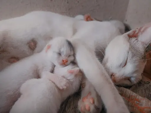 Śpiąca mama kotka z kilkoma maleńkimi, białymi kociętami. Widać, ile koty są w ciąży, gdy troskliwie otula swoje potomstwo.