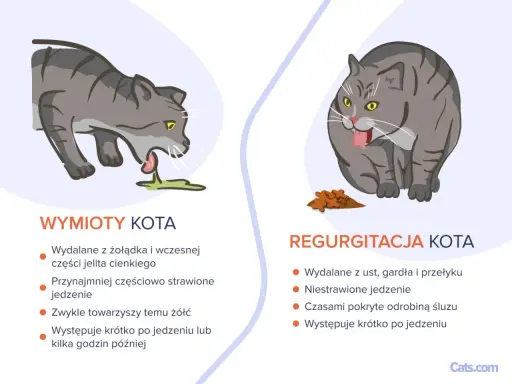 Ilustracja pokazuje dwa koty. Po lewej kot wymiotuje, wydalając niestrawione jedzenie z żołądka. Po prawej kot ma regurgitację, wydalając jedzenie z gardła.