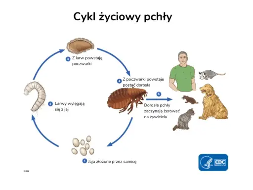 Cykl życiowy pchły: jaja, larwy, poczwarki, dorosłe pchły żerujące na ludziach i zwierzętach. Tak skąd się biorą pchły.