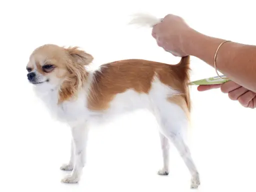 Chihuahua z podniesionym ogonem, któremu mierzy się temperaturę. Objawy gorączki u psa mogą być różne, dlatego warto regularnie sprawdzać jego samopoczucie.