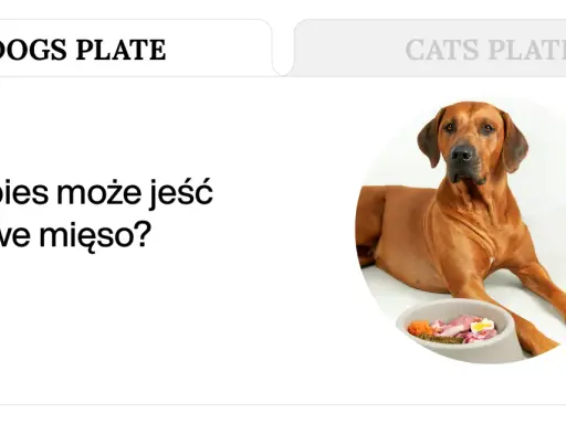 Pies rasy Rhodesian Ridgeback leży obok miski z surowym mięsem, warzywami i jajkiem. Czy pies może jeść surowe mięso?