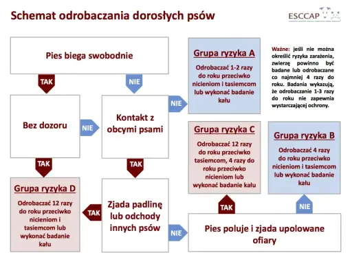 Schemat odrobaczania psów: jak często odrobaczać psa zależy od jego stylu życia i kontaktu z innymi zwierzętami. Grupy ryzyka A, B, C, D określają częstotliwość.