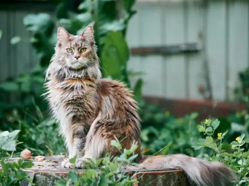 Majestatyczny maine coon najwiekszy, z bujnym futrem i przenikliwym spojrzeniem, siedzi wśród zieleni.
