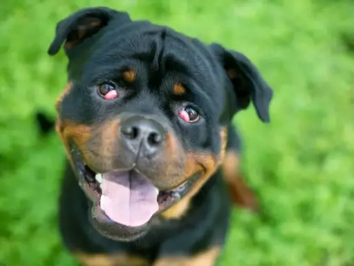 Uśmiechnięty rottweiler z widoczną trzecią powieką u psa, siedzący na zielonej trawie.