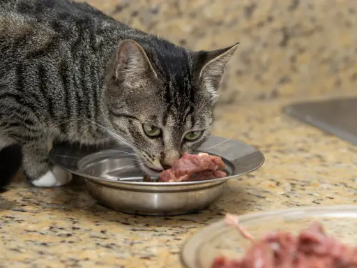 Kot zjada surowe mięso z miseczki. Czy kot może jeść surowe mięso? Tak, koty są mięsożercami i ich dieta powinna opierać się na mięsie.