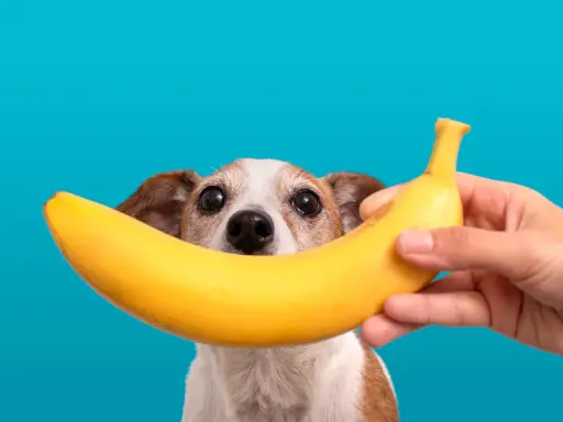 Czy pies może jeść banana? Uroczy piesek z zaciekawieniem patrzy na banana trzymanego przez rękę.