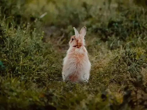 Puszysty królik siedzi na trawie, zastanawiając się, czy królik może jeść banana.