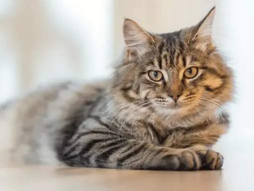 Puszysty kot o pręgowanym futrze leży spokojnie. Zastanawiasz się, czy kot może jeść czekoladę? Absolutnie nie!