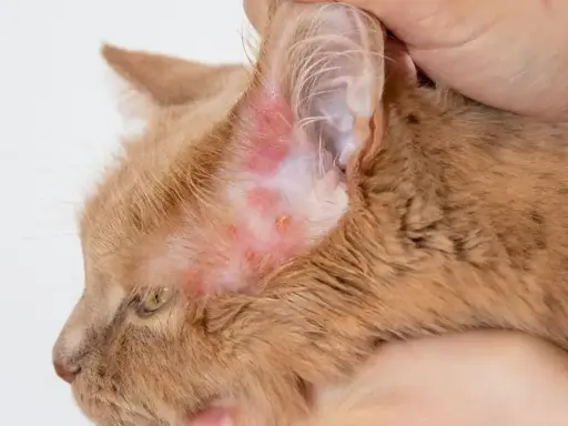 Pomarańczowy kot z zaczerwienioną skórą wokół ucha, objawy świerzbu usznego u kota.