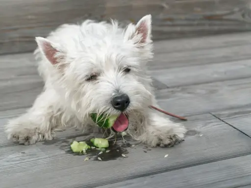 Biały piesek west highland white terrier gryzie ogórka, sprawdzając, czy pies może jeść ogórki. Wokół leżą kawałki warzywa.